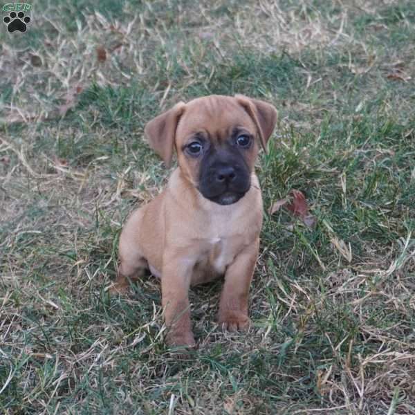 Sara, Jug Puppy