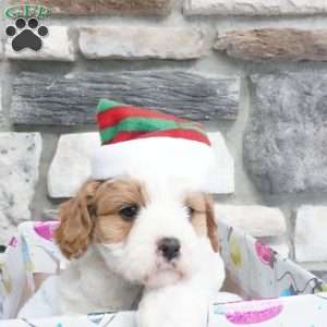 Marshmallow, Cavapoo Puppy