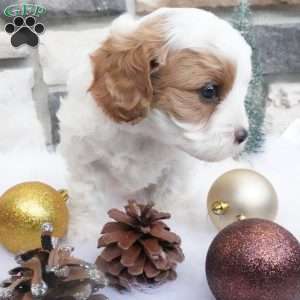 Marshmallow, Cavapoo Puppy