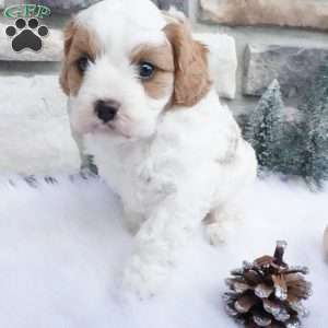 Marshmallow, Cavapoo Puppy