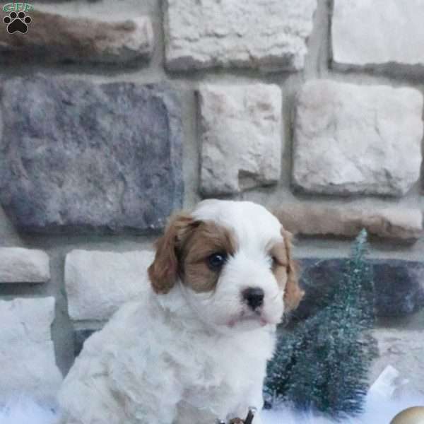 Marshmallow, Cavapoo Puppy