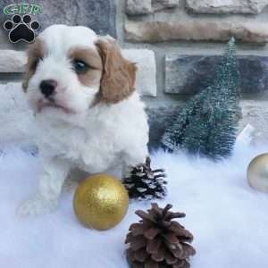 Marshmallow, Cavapoo Puppy