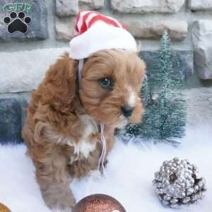 Cocoa, Cavapoo Puppy