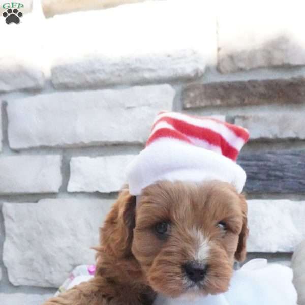 Cocoa, Cavapoo Puppy