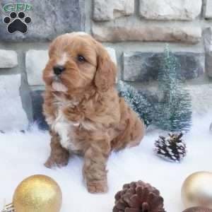 Cocoa, Cavapoo Puppy