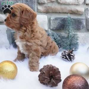 Cocoa, Cavapoo Puppy