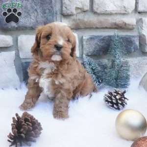 Cocoa, Cavapoo Puppy