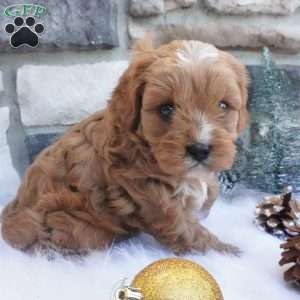 Cocoa, Cavapoo Puppy