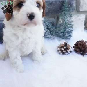 Snowflake, Cavapoo Puppy