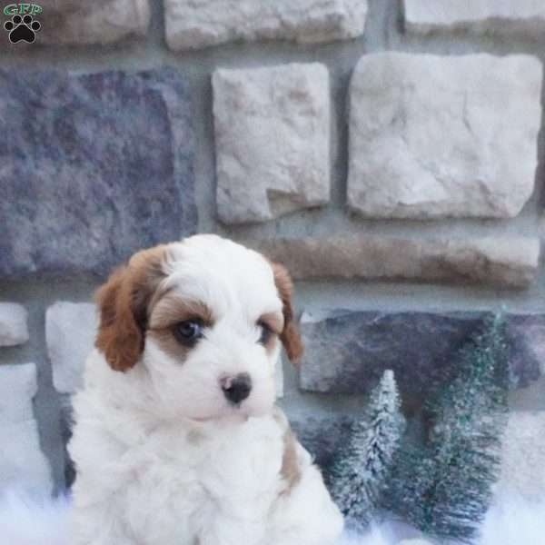 Snowflake, Cavapoo Puppy