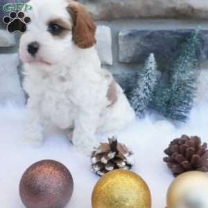 Snowflake, Cavapoo Puppy