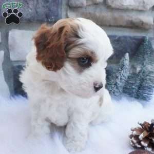 Snowflake, Cavapoo Puppy