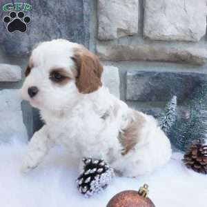 Snowflake, Cavapoo Puppy