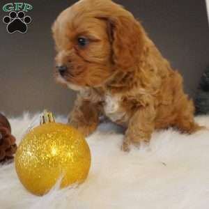 Buddy, Cavapoo Puppy