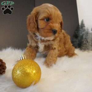 Buddy, Cavapoo Puppy