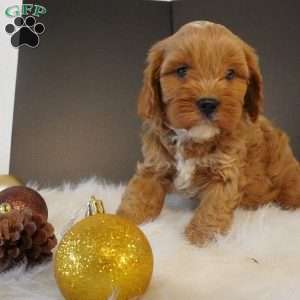 Buddy, Cavapoo Puppy