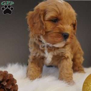 Buddy, Cavapoo Puppy