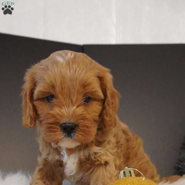 Buddy, Cavapoo Puppy