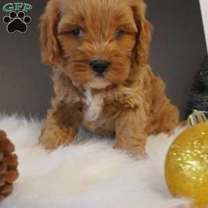 Buddy, Cavapoo Puppy