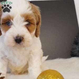 Elf, Cavapoo Puppy