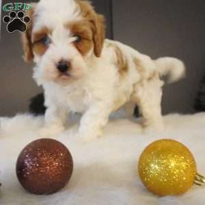 Elf, Cavapoo Puppy