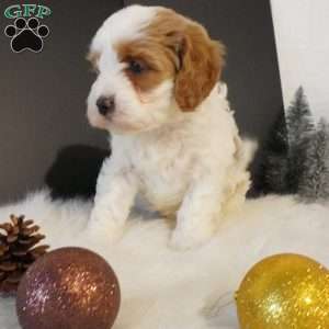 Elf, Cavapoo Puppy