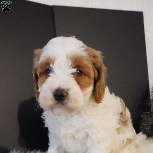 Elf, Cavapoo Puppy