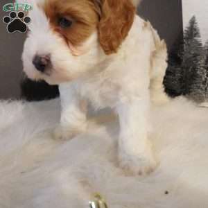 Elf, Cavapoo Puppy