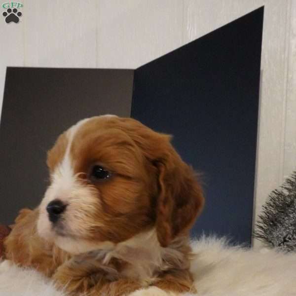 Walter, Cavapoo Puppy