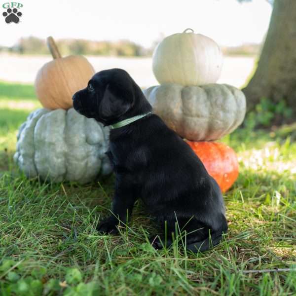 Lily, Black Labrador Retriever Puppy