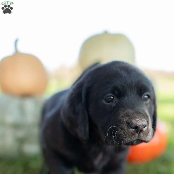 Macy, Black Labrador Retriever Puppy