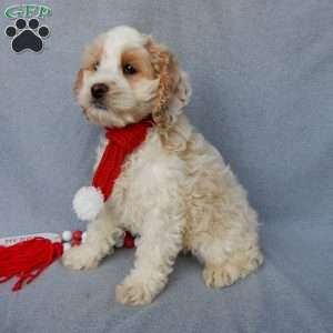 Jada, Cockapoo Puppy