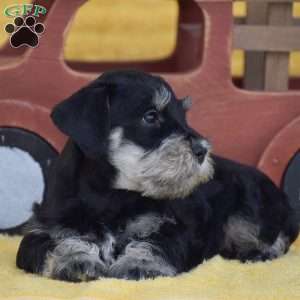 Austin, Miniature Schnauzer Puppy