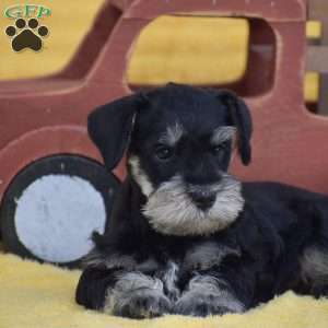 Austin, Miniature Schnauzer Puppy