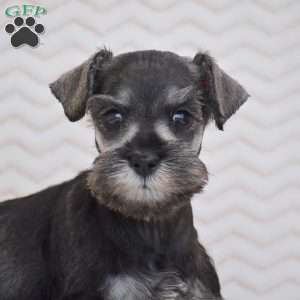 Ashley, Miniature Schnauzer Puppy