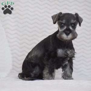 Ashley, Miniature Schnauzer Puppy