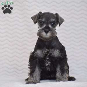 Ashley, Miniature Schnauzer Puppy