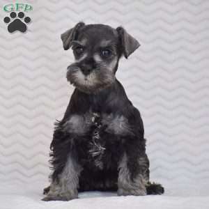 Ashley, Miniature Schnauzer Puppy