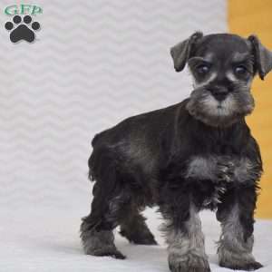 Ashley, Miniature Schnauzer Puppy