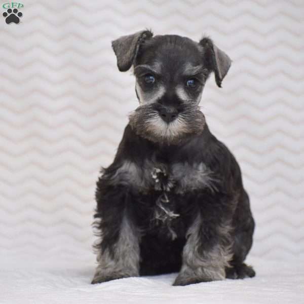 Ashley, Miniature Schnauzer Puppy