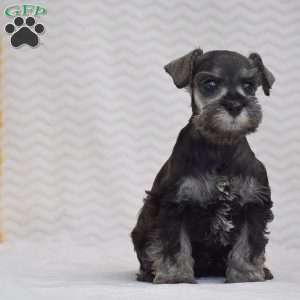 Ashley, Miniature Schnauzer Puppy