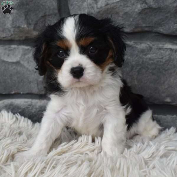 Sam, Cavalier King Charles Spaniel Puppy