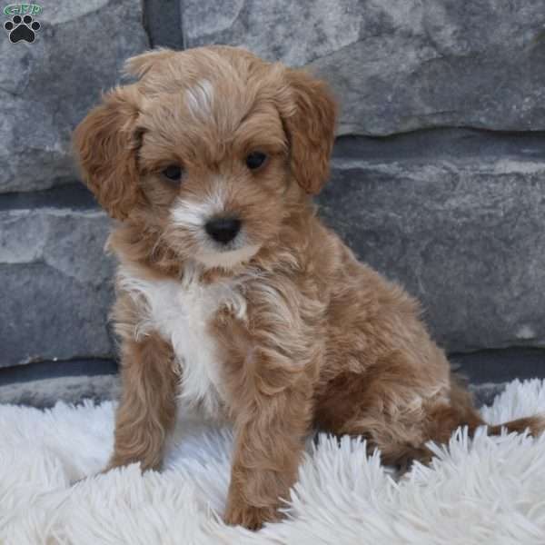 River, Cavapoo Puppy