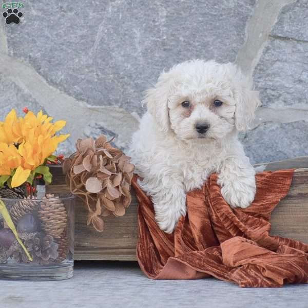 Jax, Bichon Frise Puppy