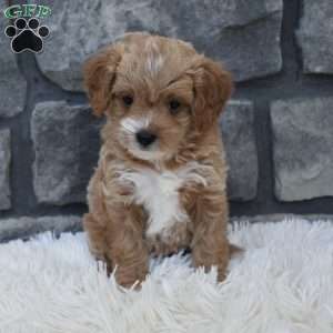 River, Cavapoo Puppy