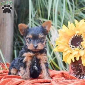 Rocket, Yorkie Puppy