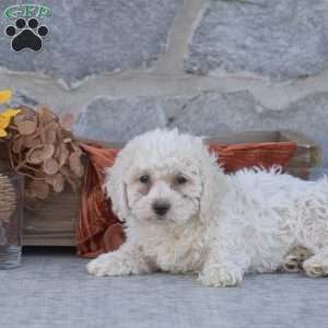 Jax, Bichon Frise Puppy