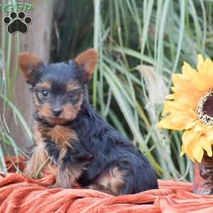 Rocket, Yorkie Puppy