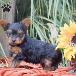 Rocket, Yorkie Puppy