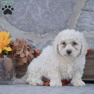 Jax, Bichon Frise Puppy